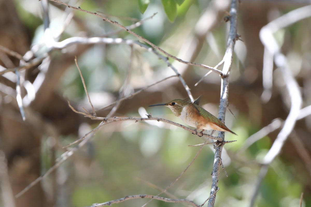 Rufous Hummingbird - ML641356852
