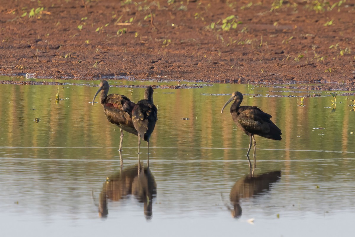 Glossy/White-faced Ibis - ML641356859