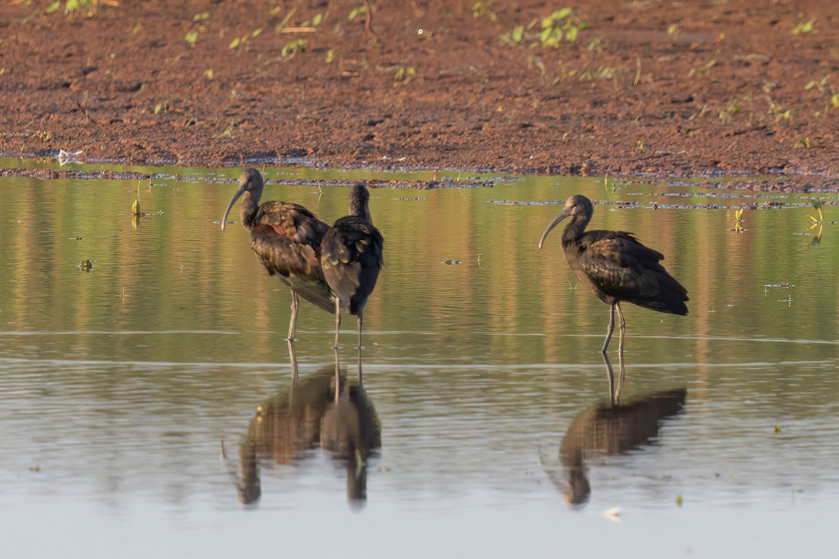 White-faced Ibis - ML641356860