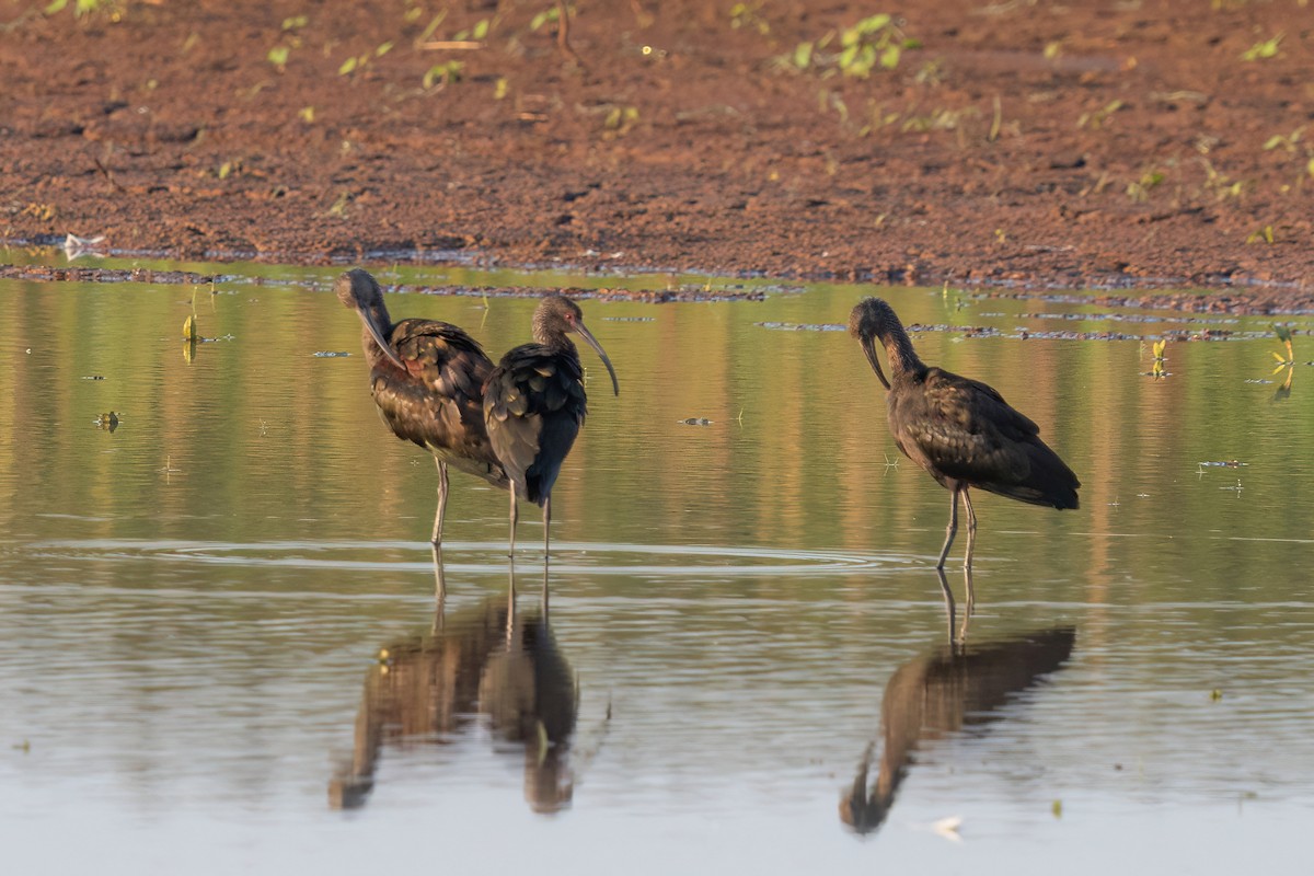 White-faced Ibis - ML641356861