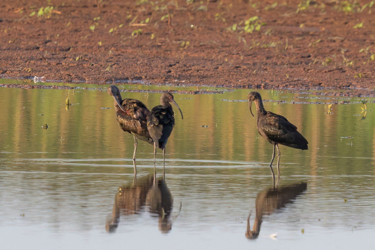 White-faced Ibis - ML641356862