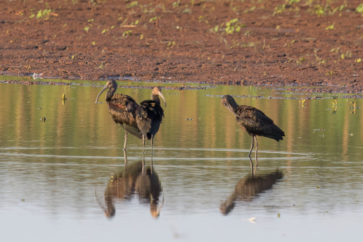 White-faced Ibis - ML641356863