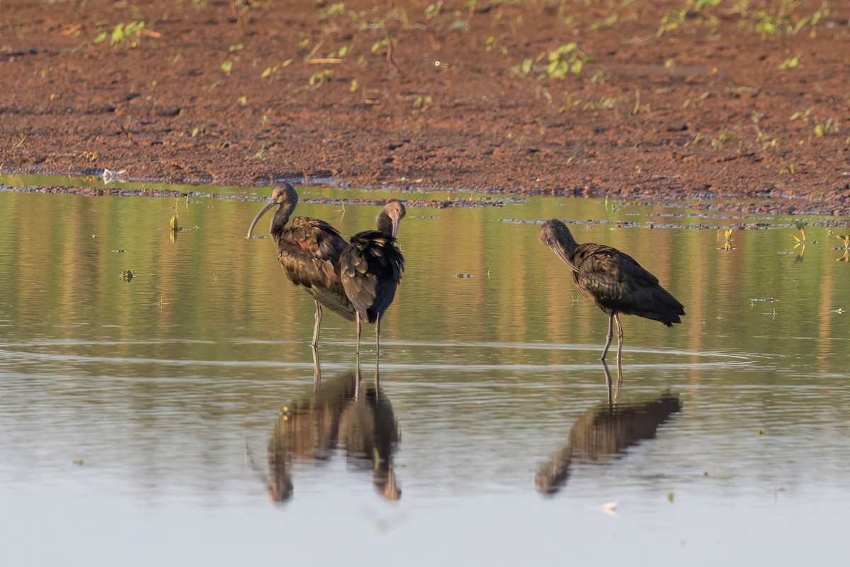 White-faced Ibis - ML641356864