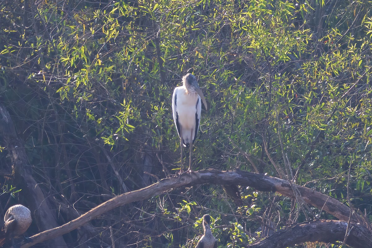 Wood Stork - ML641356870