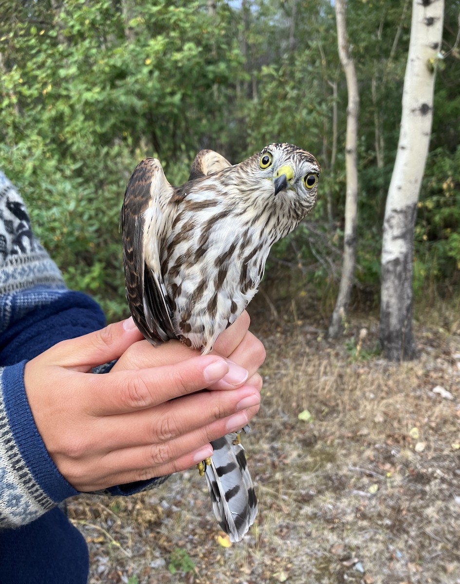 Sharp-shinned Hawk - ML641356873