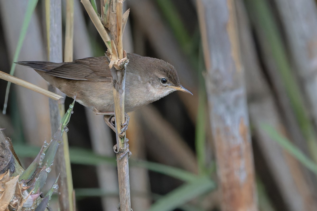 Savi's Warbler - ML641356879