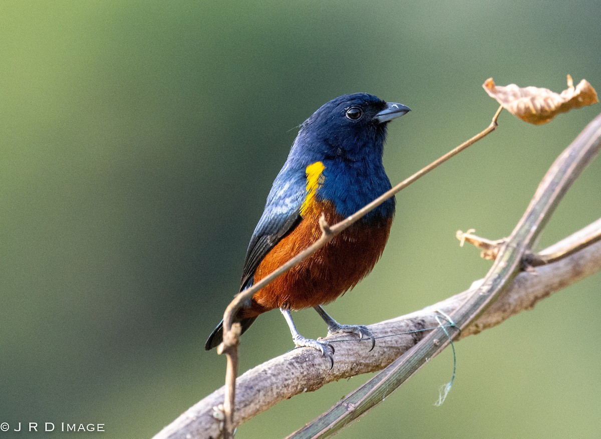Chestnut-bellied Euphonia - ML641356902