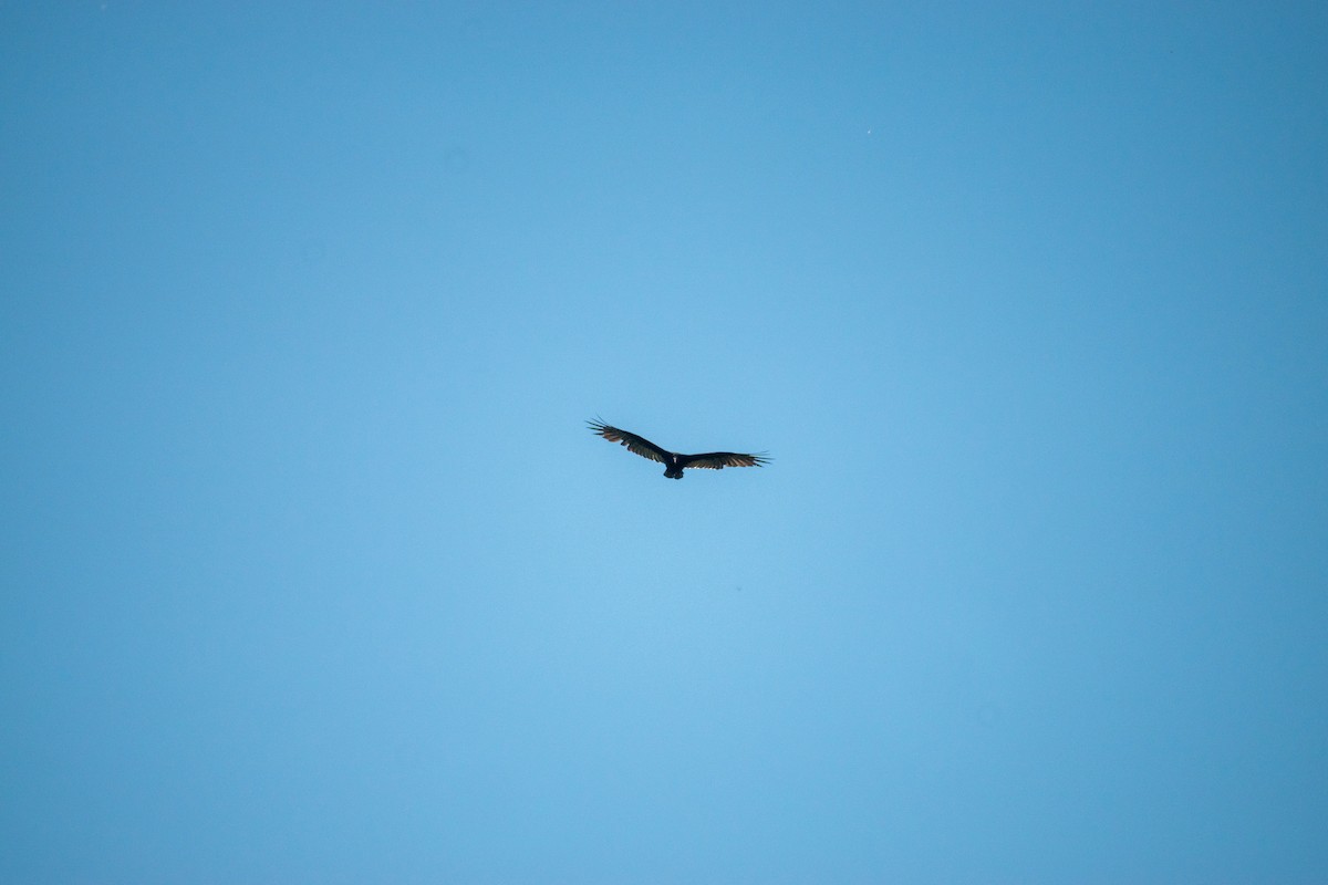 Turkey Vulture - ML641356909