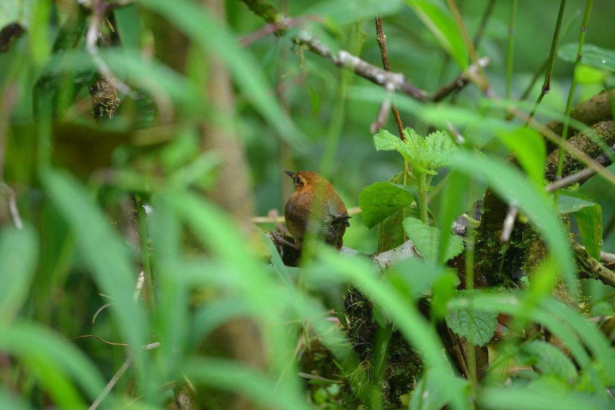 Mountain Wren - ML641356914