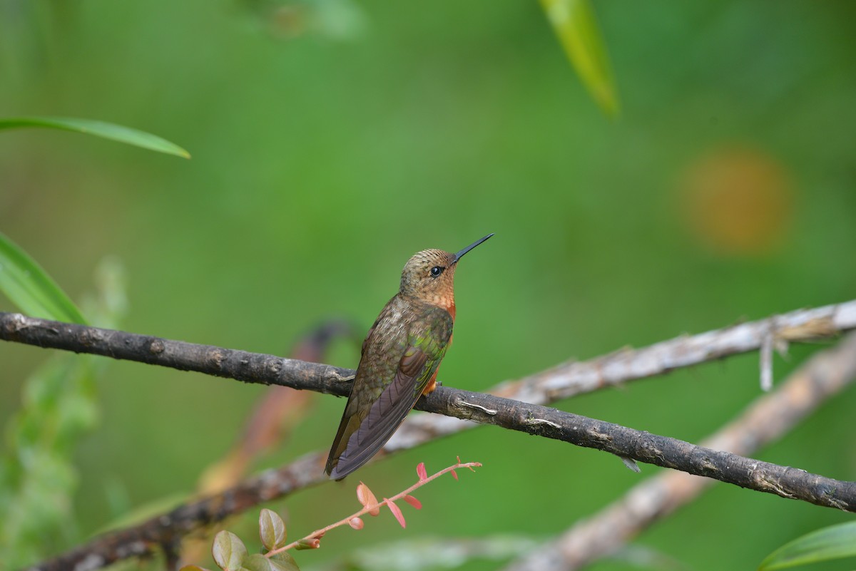 Rotbauchkolibri - ML641356927