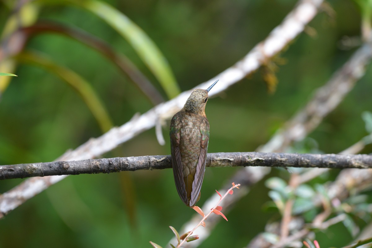 Rotbauchkolibri - ML641356928