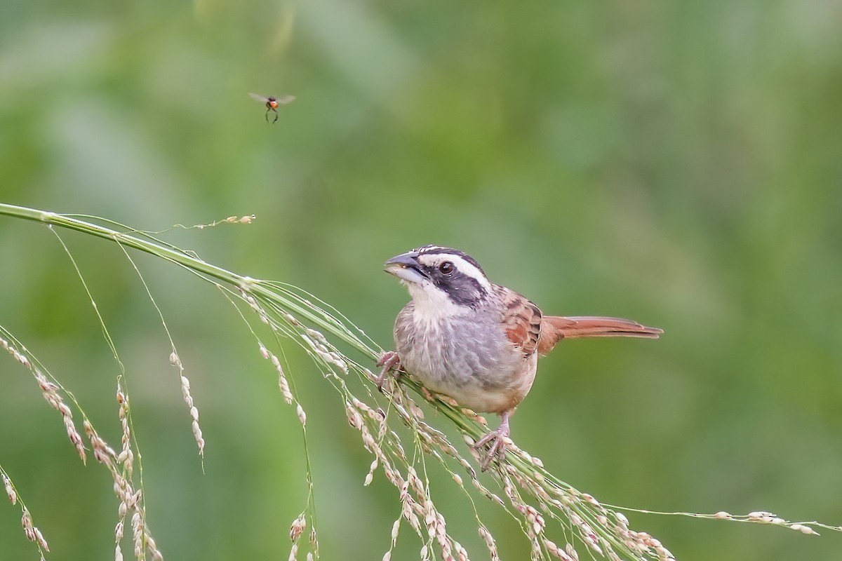 Stripe-headed Sparrow - ML641356932