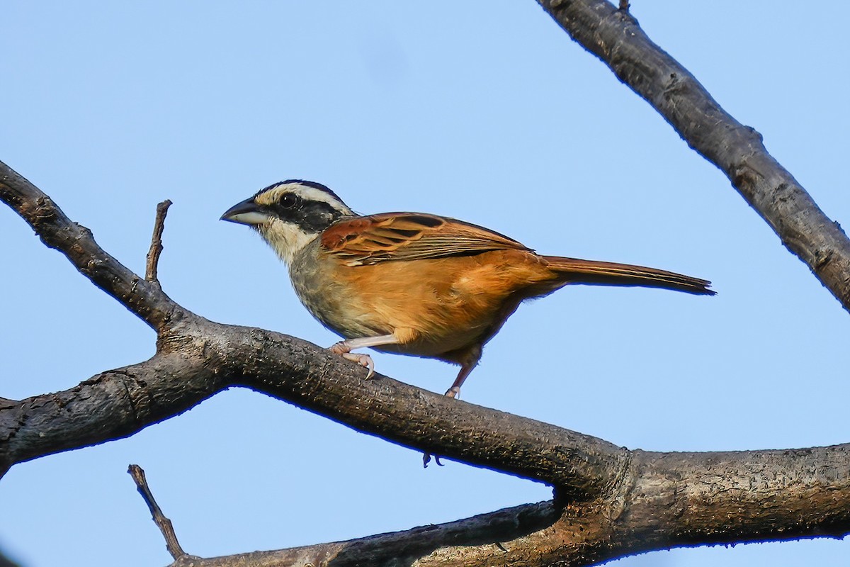 Stripe-headed Sparrow - ML641356933
