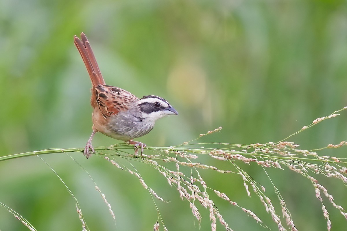 Stripe-headed Sparrow - ML641356934