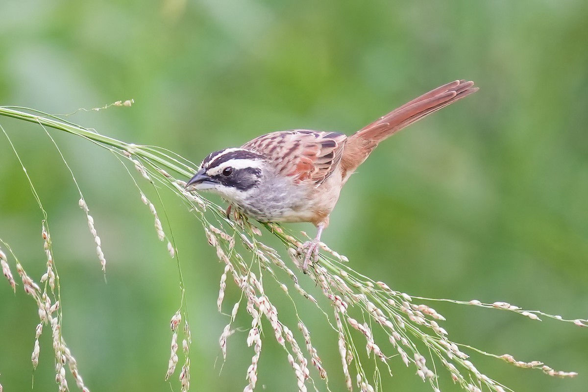 Stripe-headed Sparrow - ML641356935