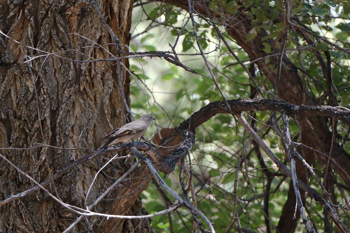 Townsend's Solitaire - ML641356953