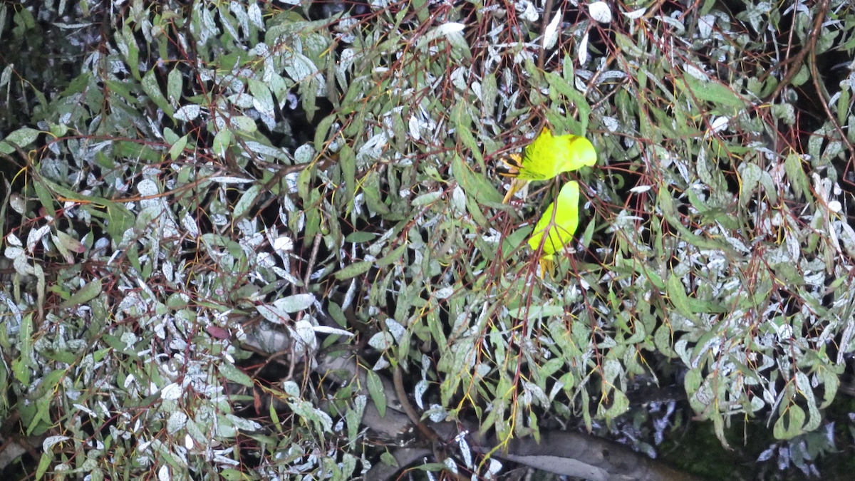 parakeet sp. - ML641356978