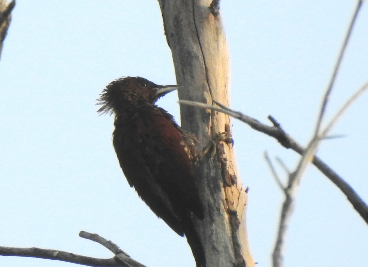 Banded Woodpecker - ML641356993