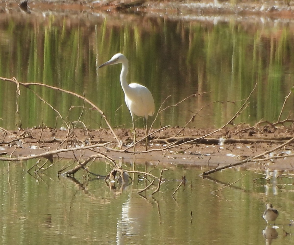 Little Blue Heron - ML641356996