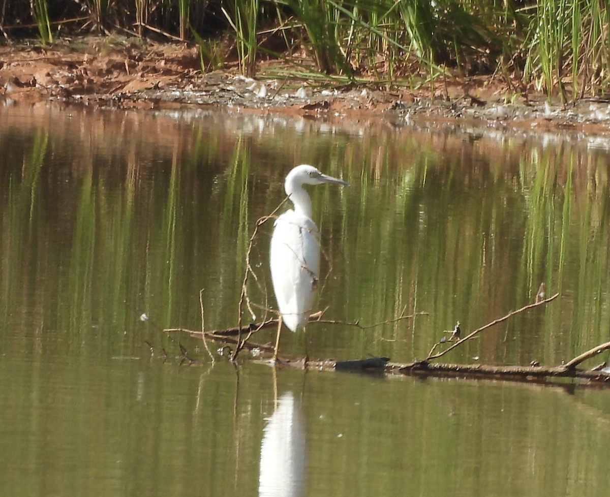 Little Blue Heron - ML641356998