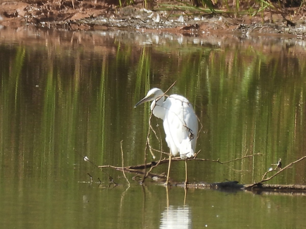 Little Blue Heron - ML641356999
