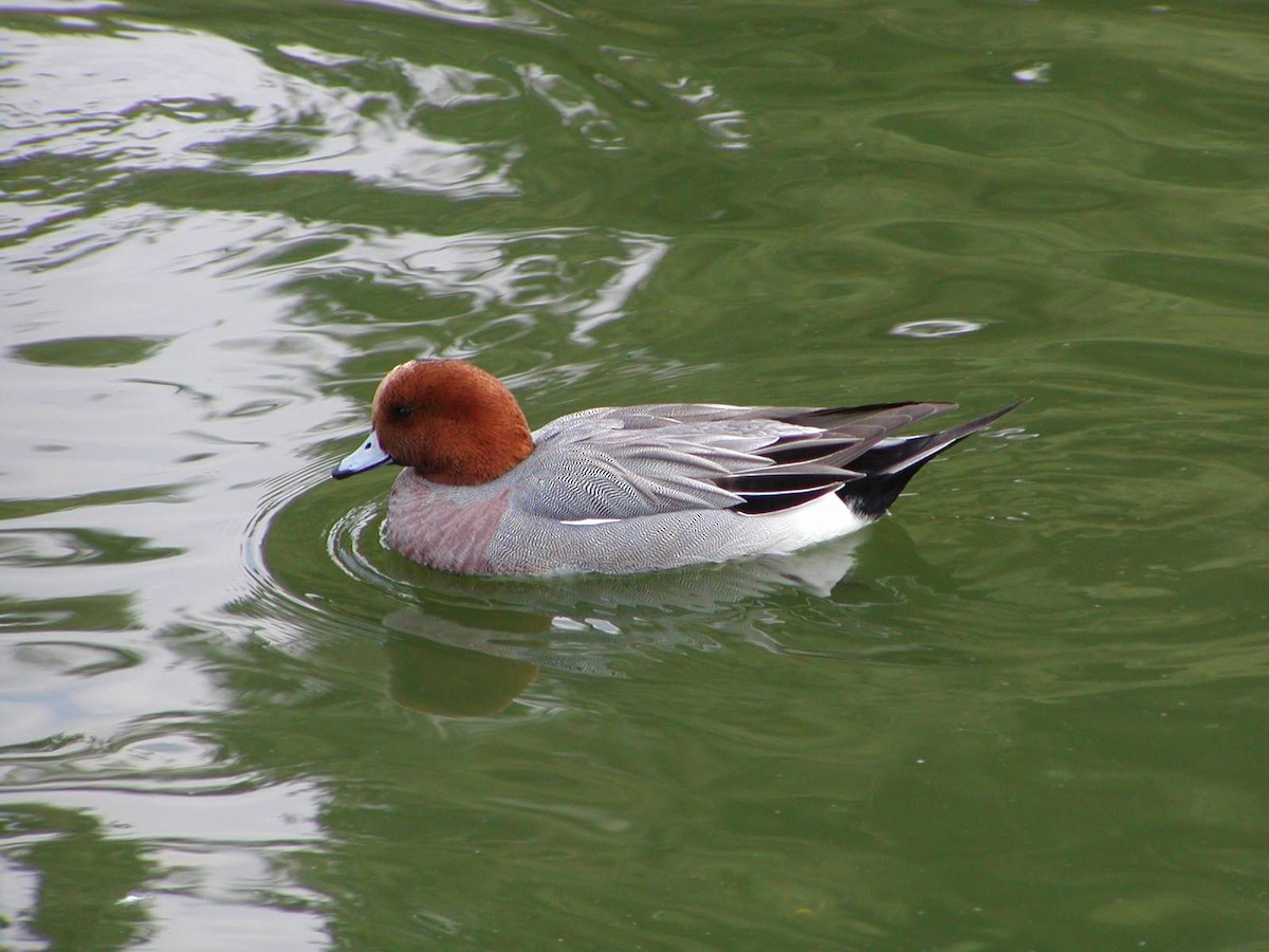 Eurasian Wigeon - ML641357034