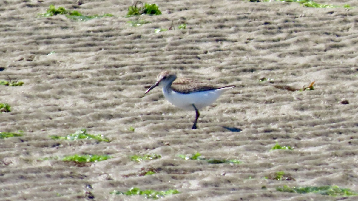 Western Sandpiper - ML641357036