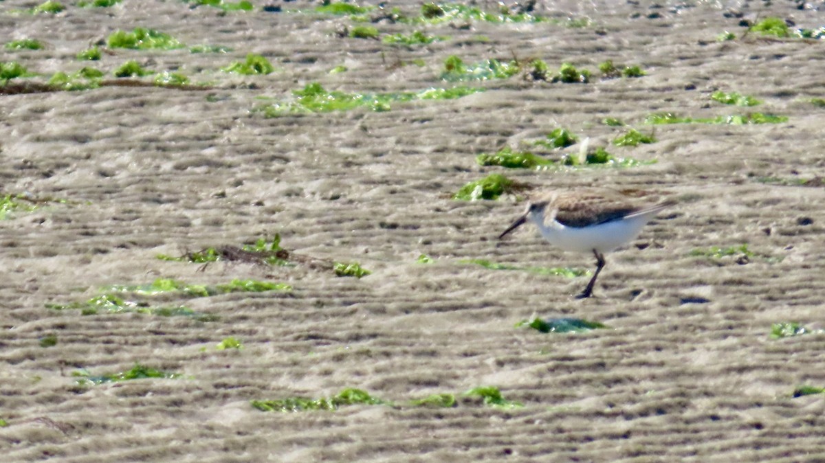 Western Sandpiper - ML641357043