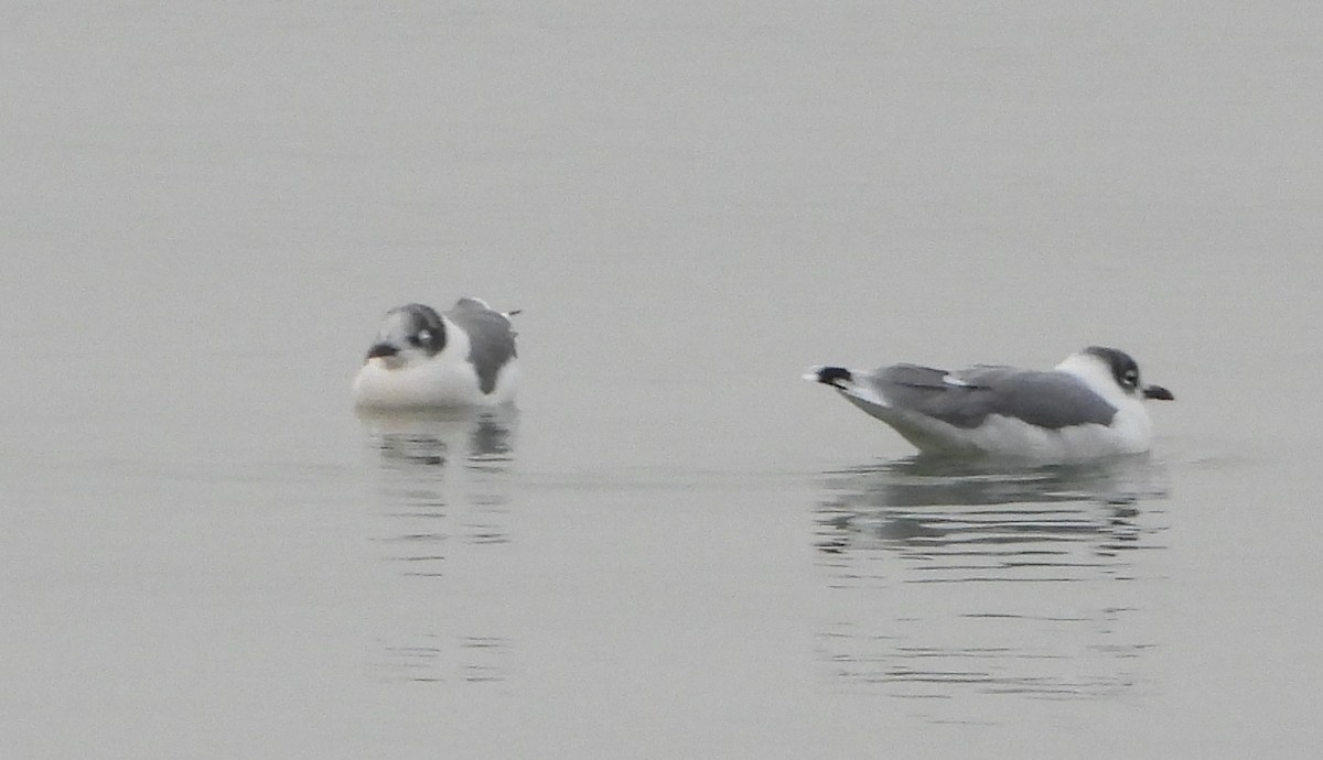 Franklin's Gull - ML641357044