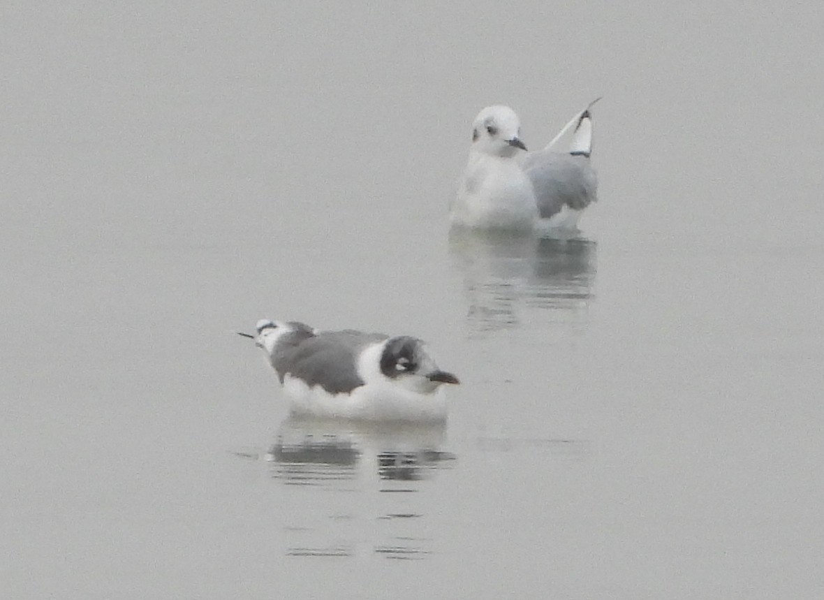 Franklin's Gull - ML641357048