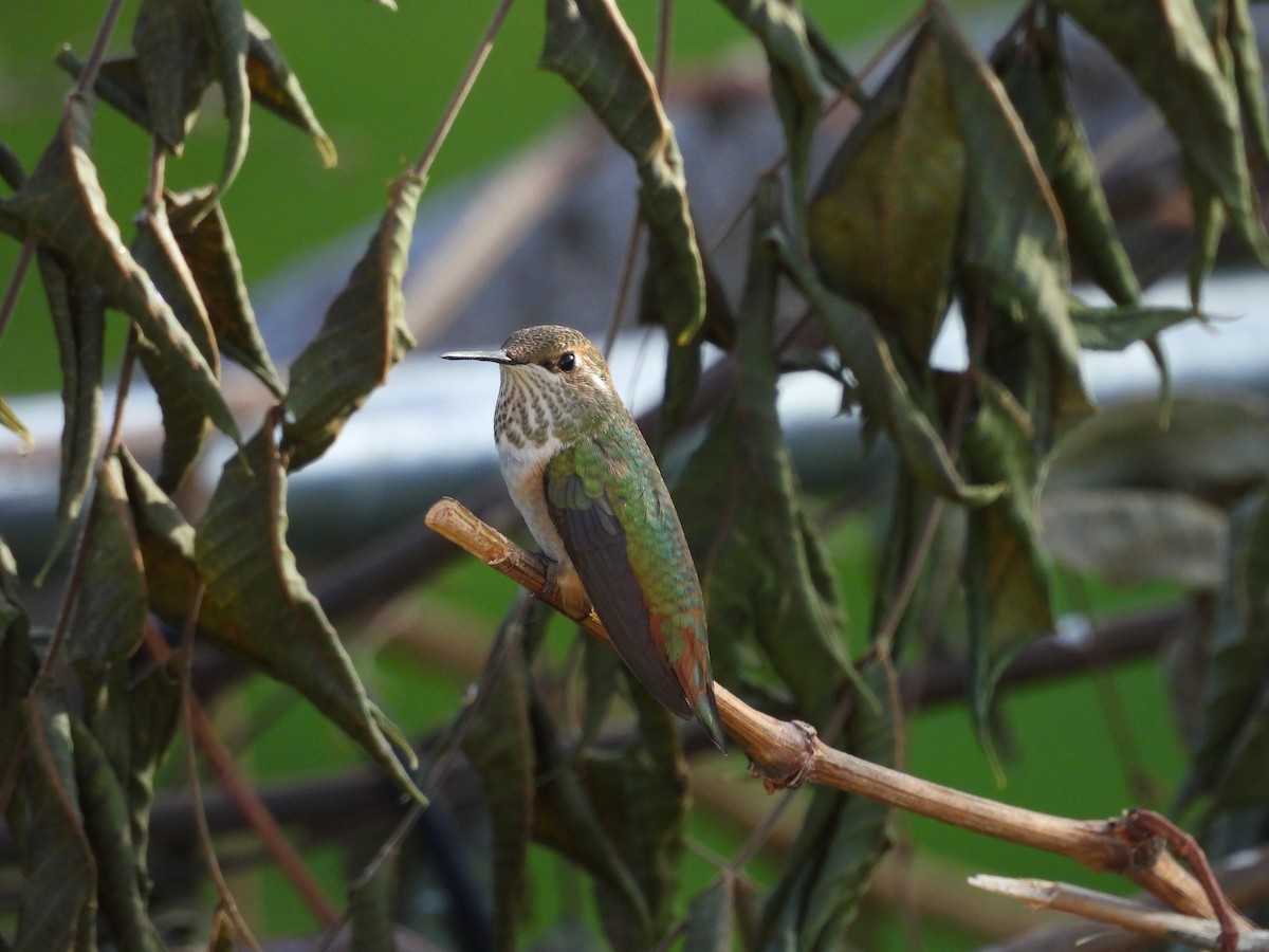Rufous Hummingbird - ML641357054
