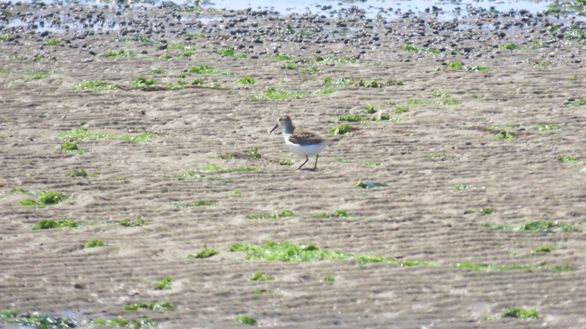 Western Sandpiper - ML641357066