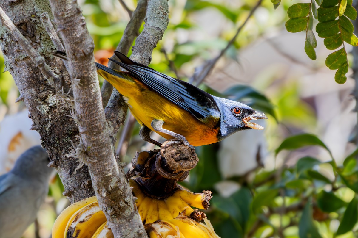 Blue-and-yellow Tanager - ML641357093