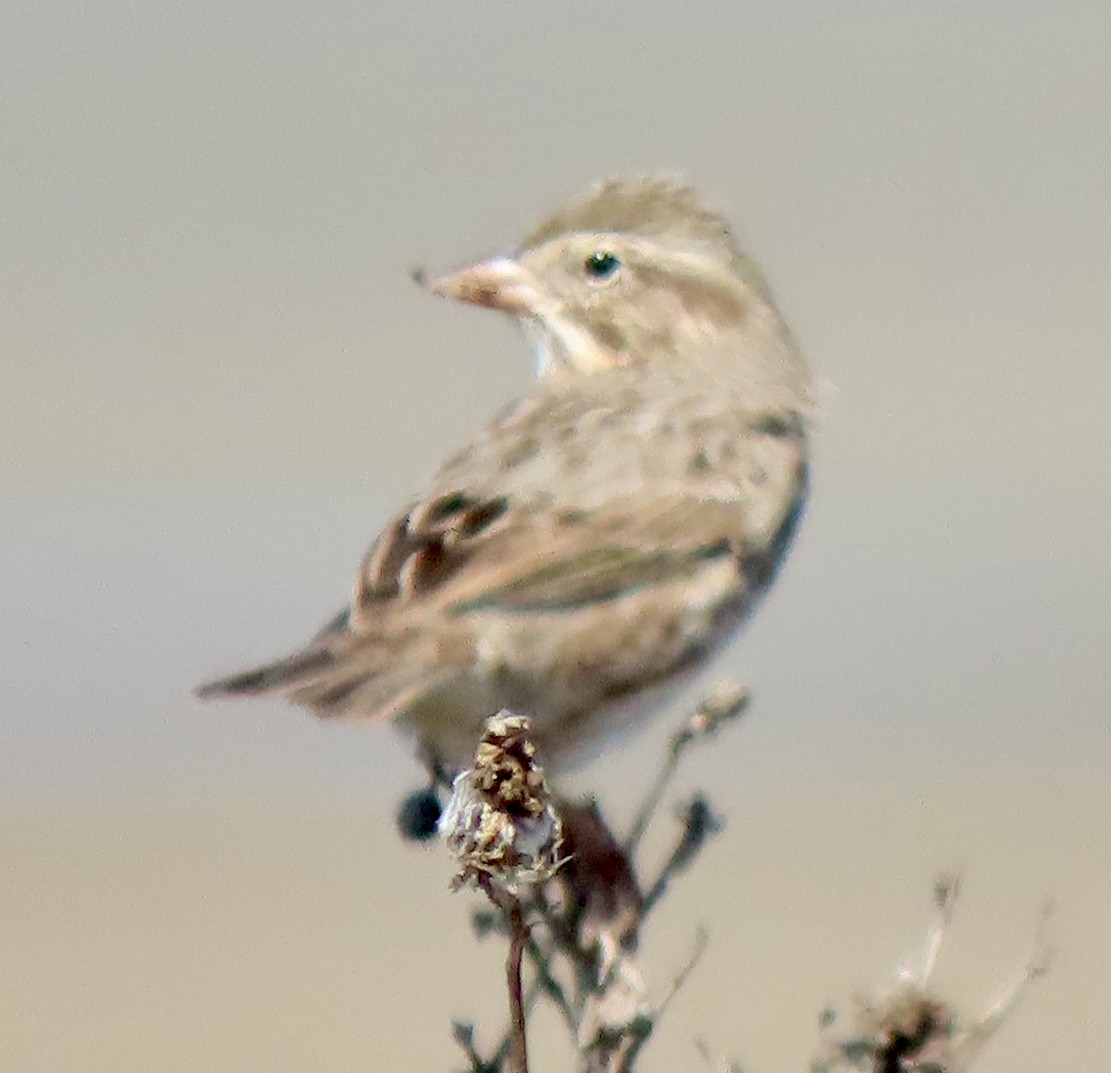 Savannah Sparrow (Large-billed) - ML641357111