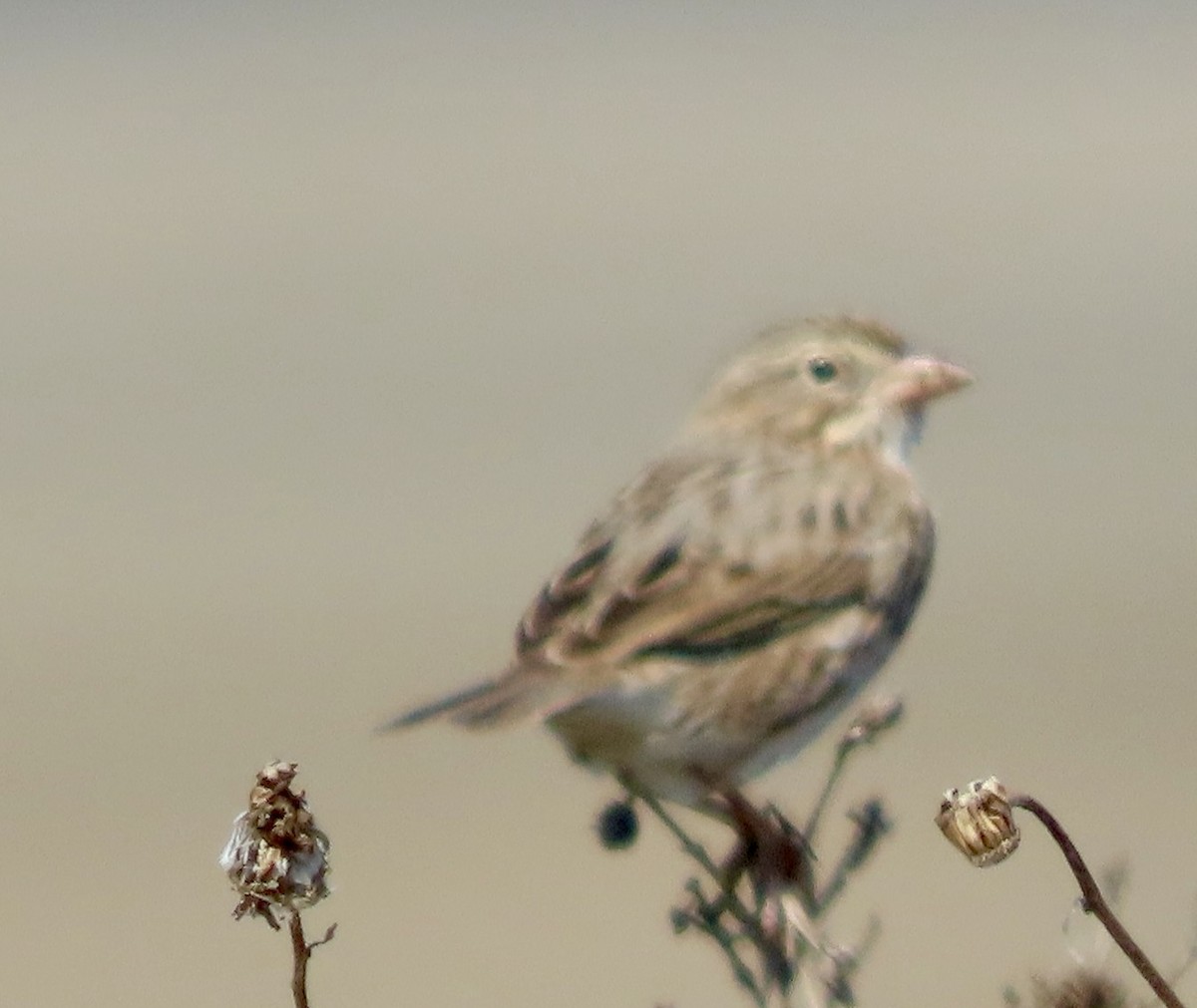 Savannah Sparrow (Large-billed) - ML641357113
