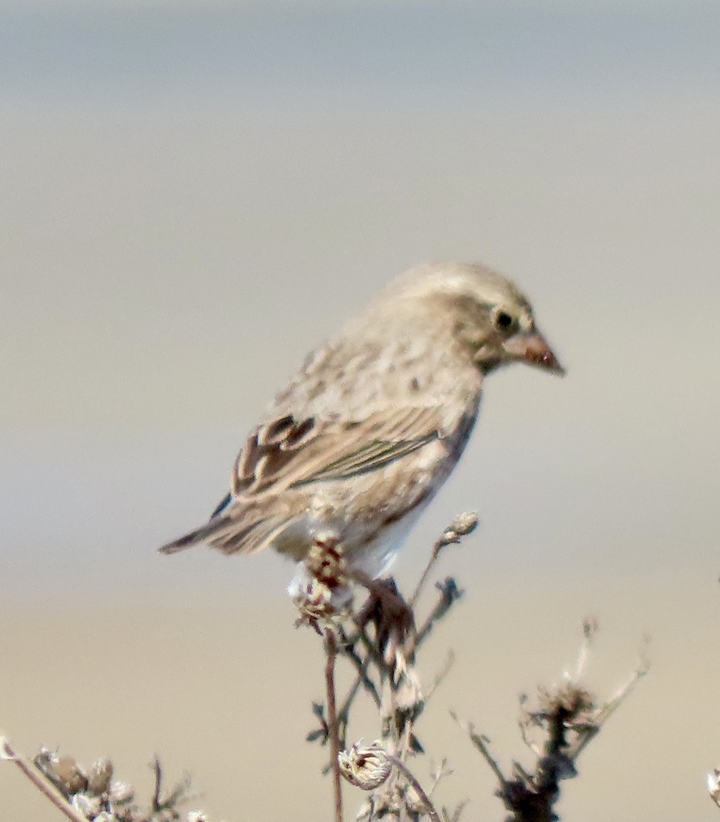 Savannah Sparrow (Large-billed) - ML641357114