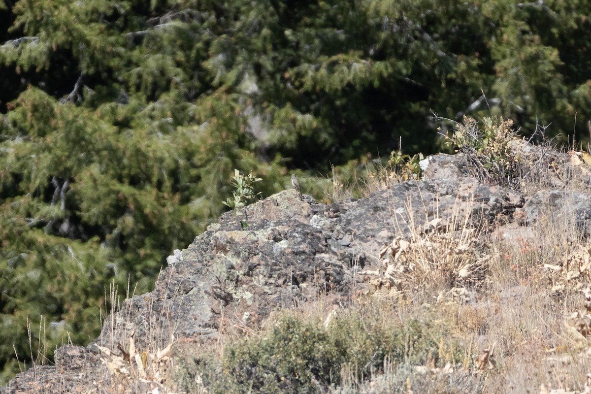Rock Wren - ML641357133