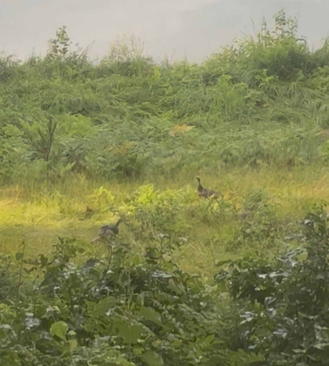 火雞 - ML641357169