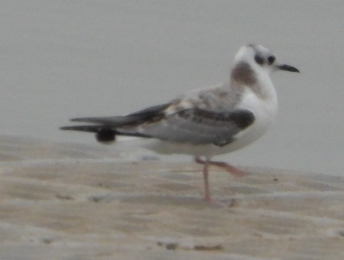 tanımsız Larinae sp. - ML641357176