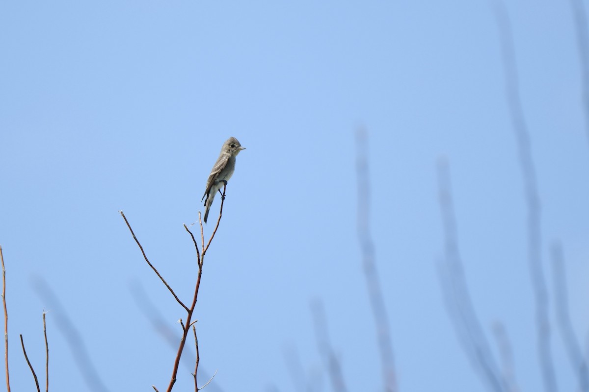 Western Wood-Pewee - ML641357196
