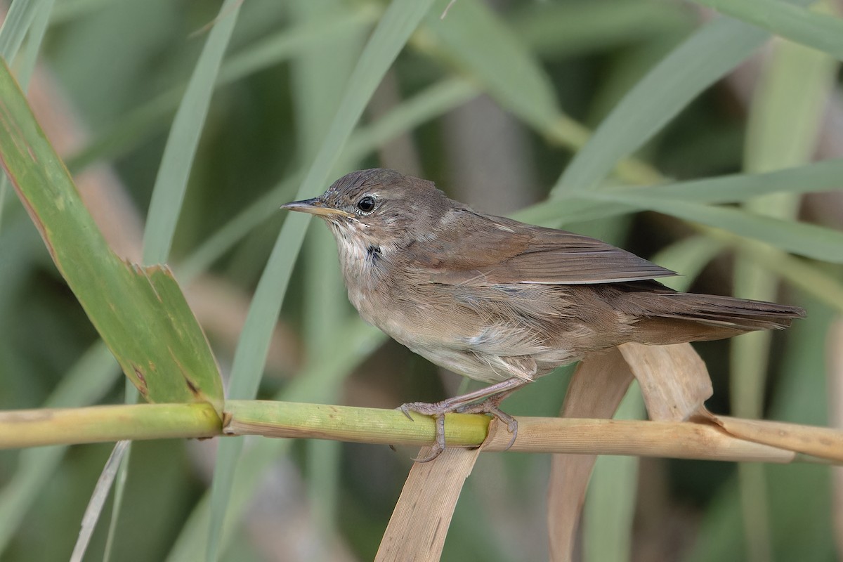 Savi's Warbler - ML641357197