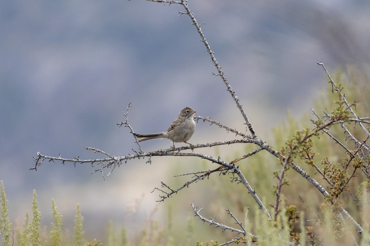 Brewer's Sparrow - ML641357205