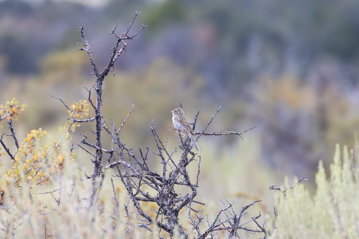 Brewer's Sparrow - ML641357206