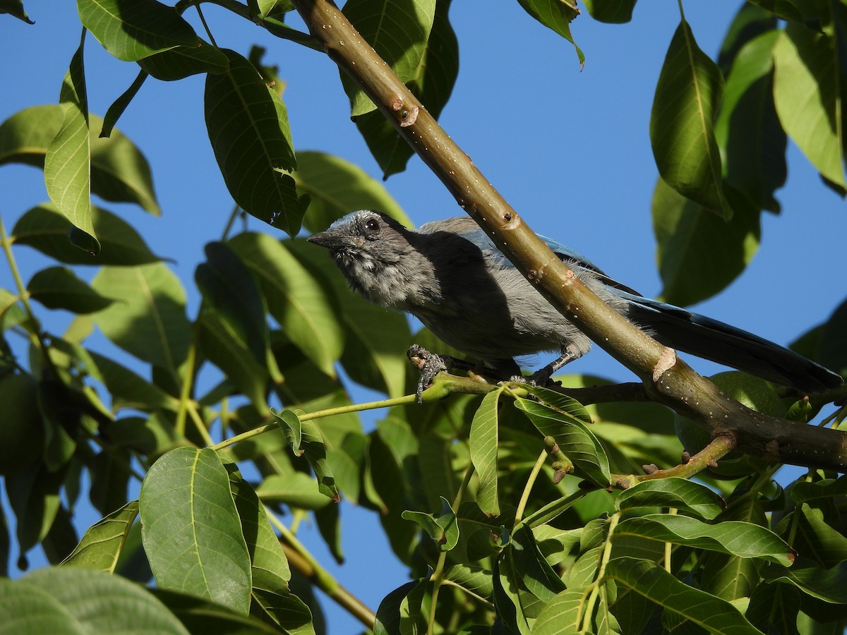 Woodhouse's Scrub-Jay - ML641357224