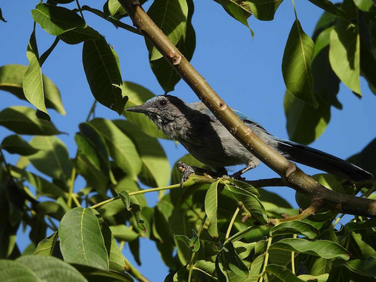 Woodhouse's Scrub-Jay - ML641357225