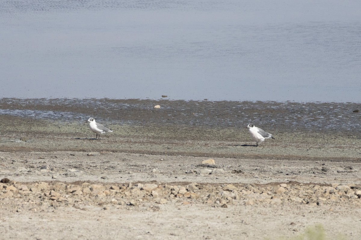 Franklin's Gull - ML641357263