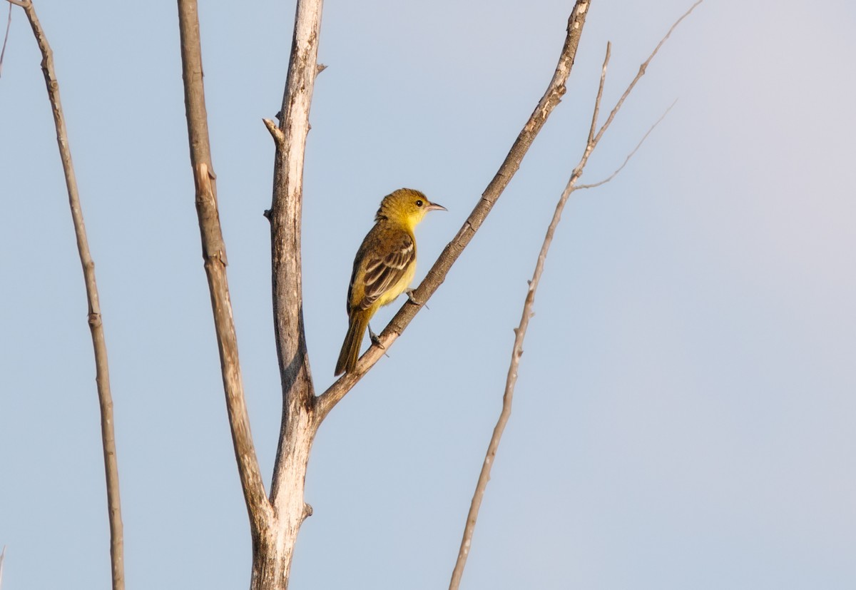 Orchard Oriole - ML641357277