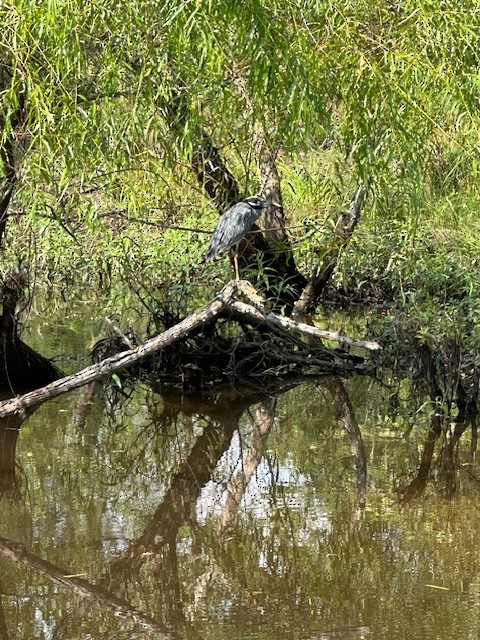 Yellow-crowned Night Heron - ML641357290