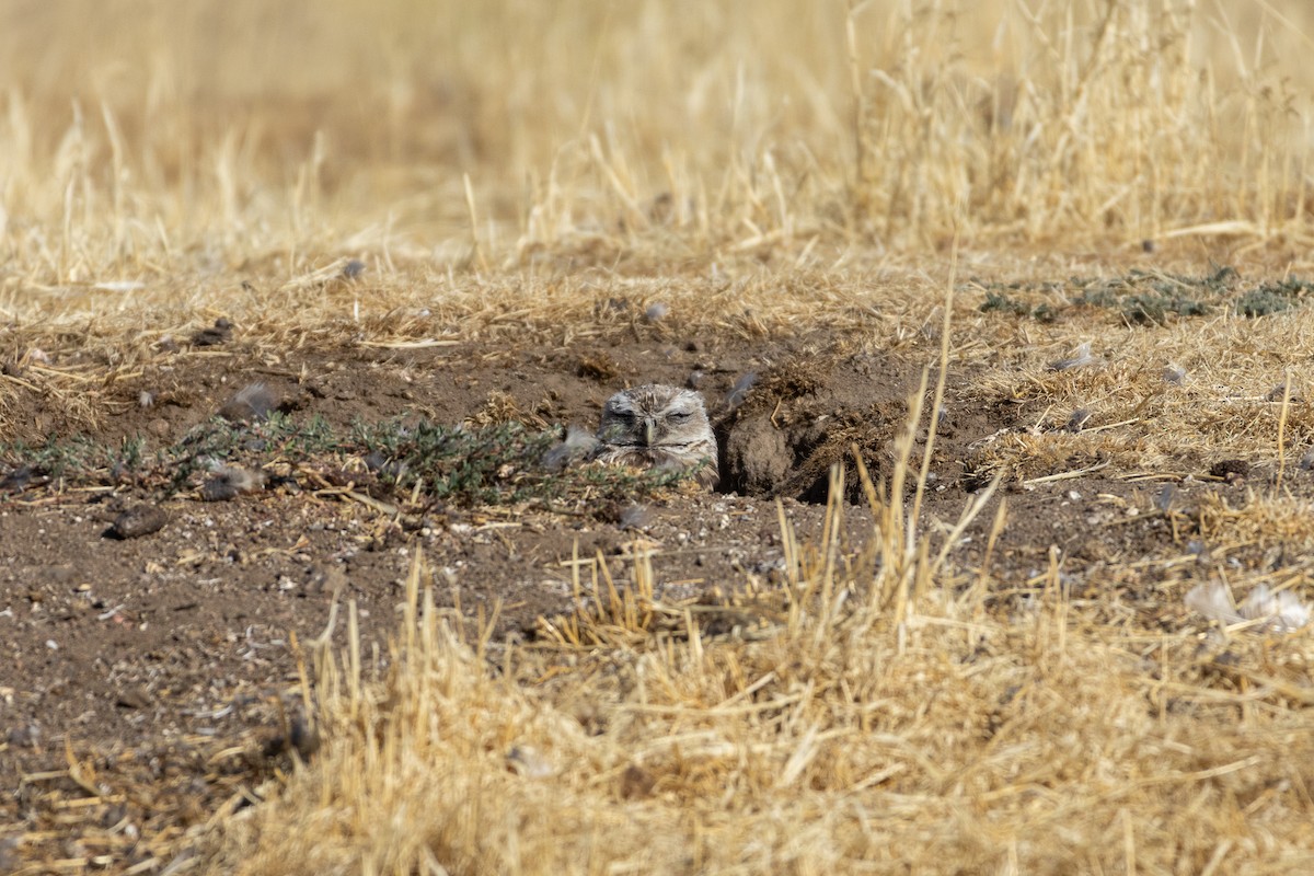 アナホリフクロウ（hypugaea／rostrata） - ML641357384