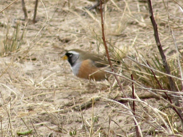 Many-colored Chaco Finch - ML641357385